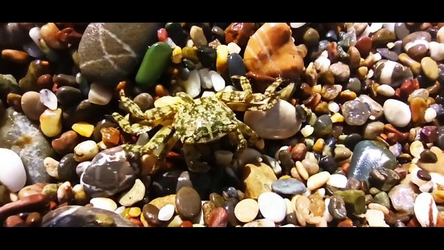 Средиземный крабик Пляж Кызылагач Kyzylagach beach смотреть онлайн