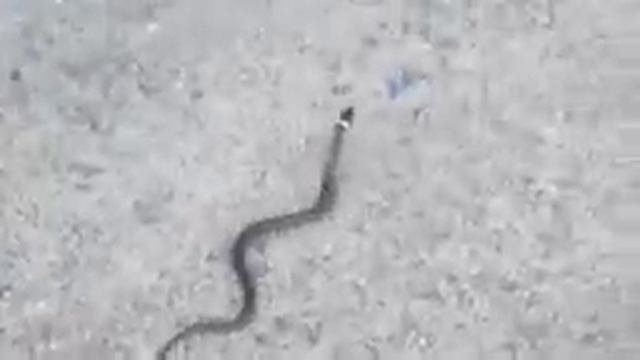 Зарисовки о Старой Калитве смотреть онлайн