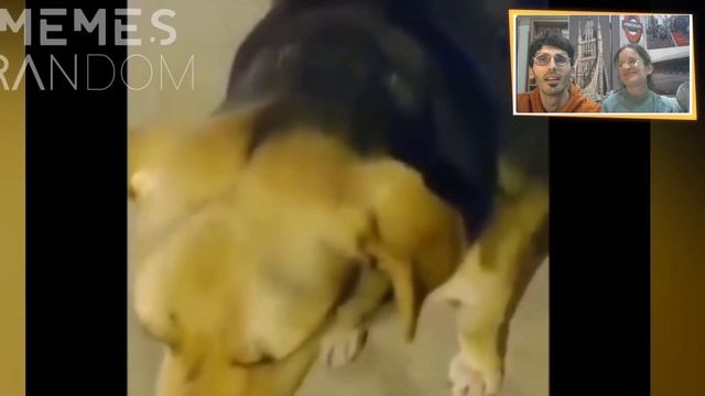 REACCIONANDO A MEMES RANDOM смотреть онлайн