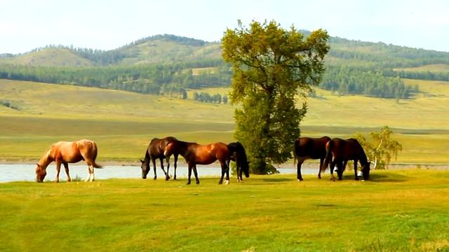 Футаж. Лошади пасутся смотреть онлайн