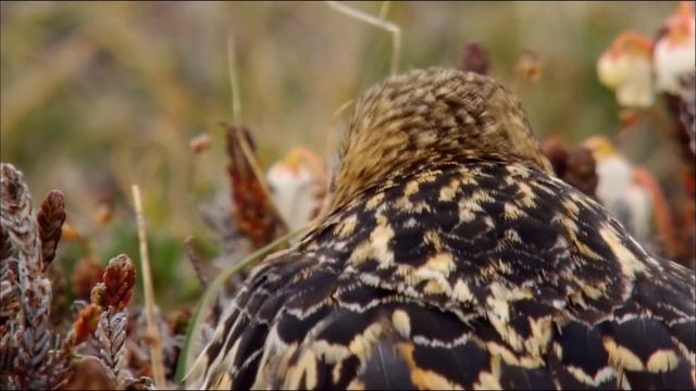 Дикая природа Скандинавии : Гренландия / Wild Scandinavia : Greenland | HD |