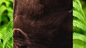 животные весной видео