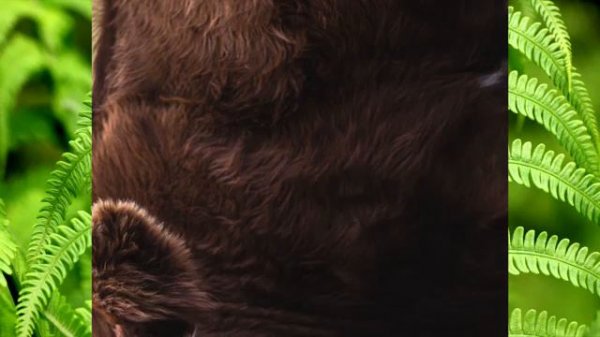 животные весной видео