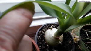 ИНДИЙСКИЙ  ЛУК. Кратенько об уходе и размножении. ИСПОЛЬЗОВАНИЕ в ЛЕЧЕБНЫХ  ЦЕЛЯХ.