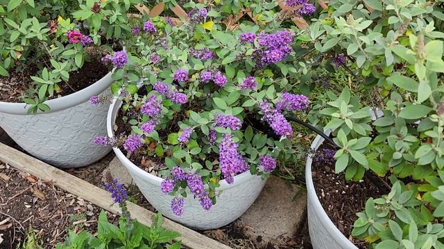 Butterfly Bushes in pots?! Why? смотреть онлайн