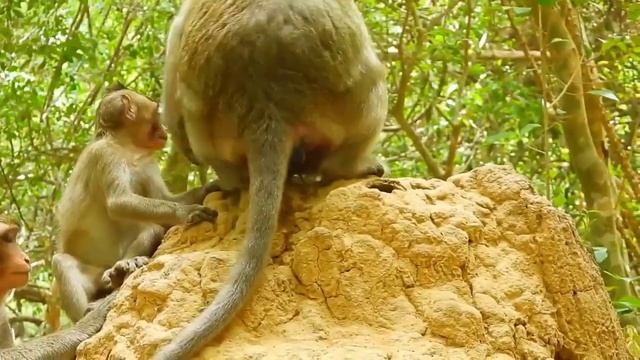 How Monkey Giving Birth At Nature - Animal Birth