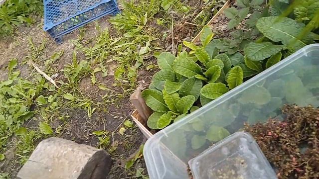 СБОР СЕМЯН ГЕЙХЕР. смотреть онлайн