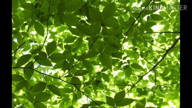 Парагараф 19 БИОЛОГИЯ 6 КЛАСС ПОНОМАРЁВА Систематика растений //Учиться на 5// §19 биология 6 класс смотреть онлайн