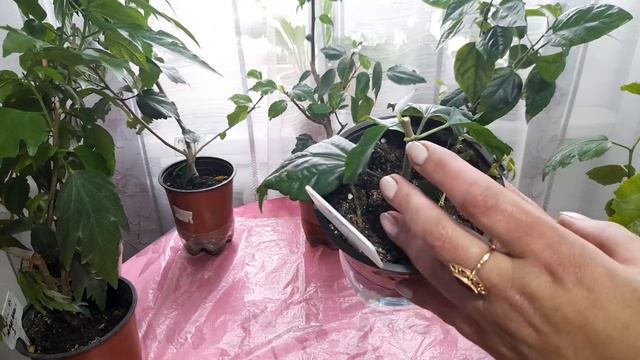 ?Результат ✂️ стрижки комнатных ? Гибискусов ? смотреть онлайн