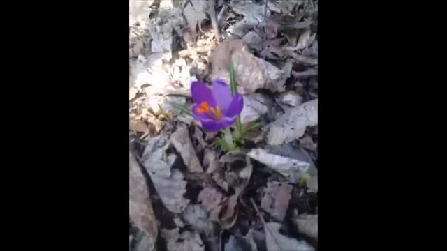 пришла весна- цветы цветут смотреть онлайн