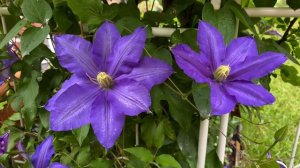 [Clematis] Lasurstern in Luna's Rose Garden 2023