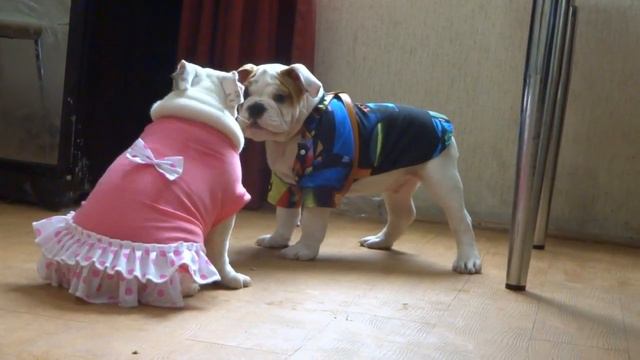 cachorritos bulldog ingles смотреть онлайн