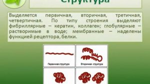 Презентация на тему  «СТРОЕНИЕ БЕЛКОВ»