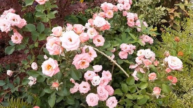 Роза Лидия смотреть онлайн