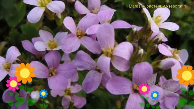 Арабис кавказский Розеа. Краткий обзор, описание характеристик arabis caucasica Rosea смотреть онлайн