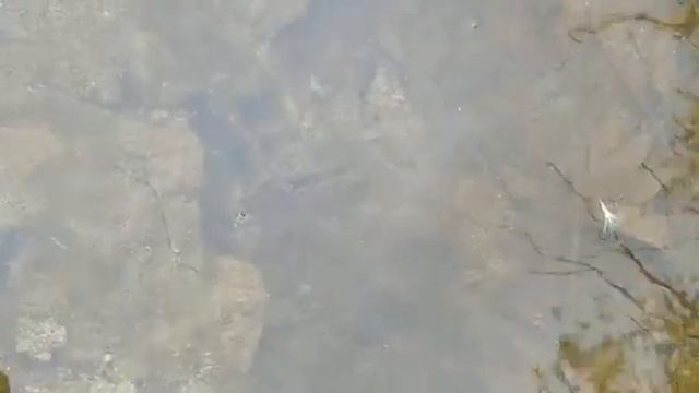 Глухое Новосибирск Нельма 1 зарыбление 2021 смотреть онлайн