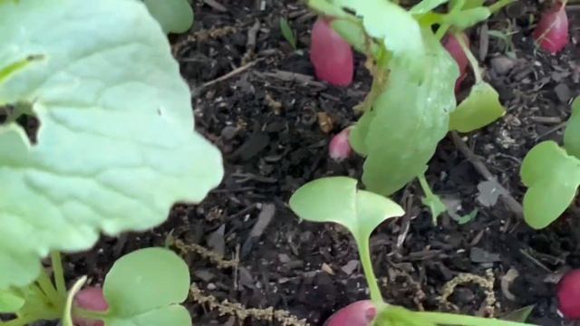 French Breakfast Radish Secrets To A Good Harvest