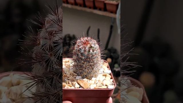 Mammillaria microhelia. #mammillaria #plantas #suculentas #cactos смотреть онлайн