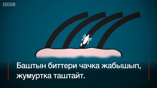 Бит кайдан пайда болот? - BBC Kyrgyz смотреть онлайн