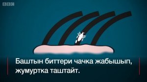 Бит кайдан пайда болот? - BBC Kyrgyz