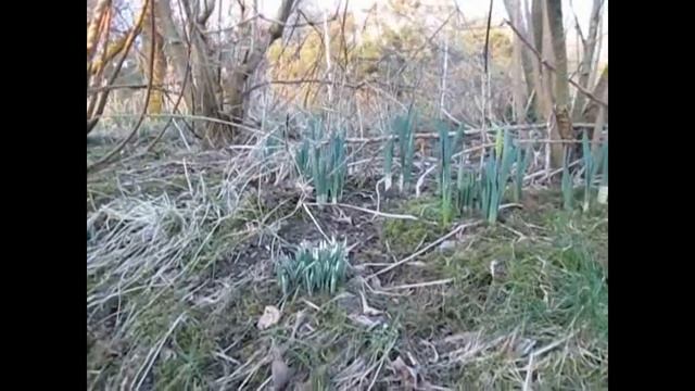 How to Propagate Forsythia from Hardwood Cuttings смотреть онлайн