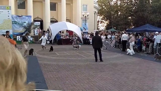 Выставка собак , Сочи . Все по-взрослому;)) квартиры в Сочи смотреть онлайн