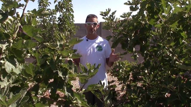 Brown Turkey Fig смотреть онлайн