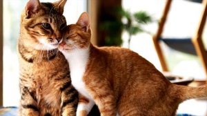 Вы это знали?? жизнь домашней кошки (Кто такие КОШКИ/КОТЫ)