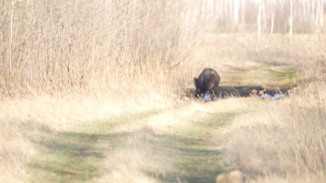 Вместо тетерева пришли ОНИ... Охота весной смотреть онлайн