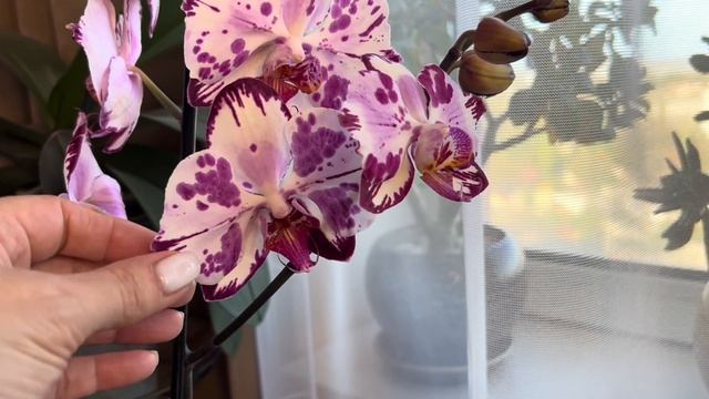 Новая Орхидея из обзора смотреть онлайн