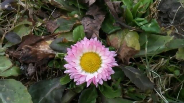 День первого цветка. Маргаритка смотреть онлайн