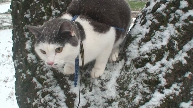 Первый снег) смотреть онлайн