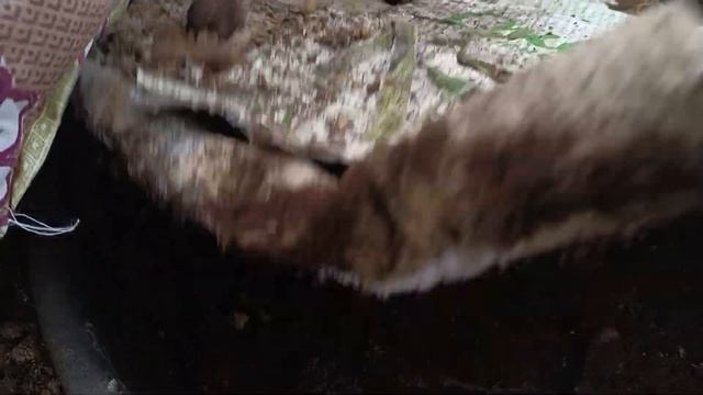 Огород и теплица в марте. Овощехранилище. смотреть онлайн