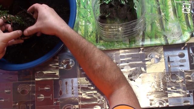 РАЗМНОЖЕНИЕ МИРТА ЧАСТЬ 2. МИРТ УКОРЕНИЛСЯ В ТОРФЯНЫХ ТАБЛЕТКАХ. ЭКЗОТИКА НА ПОДОКОННИКЕ смотреть онлайн