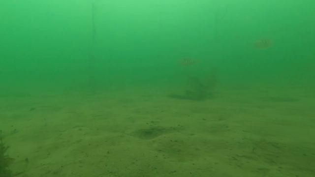 Стая окуней на глубине 4 метра в чистой воде смотреть онлайн