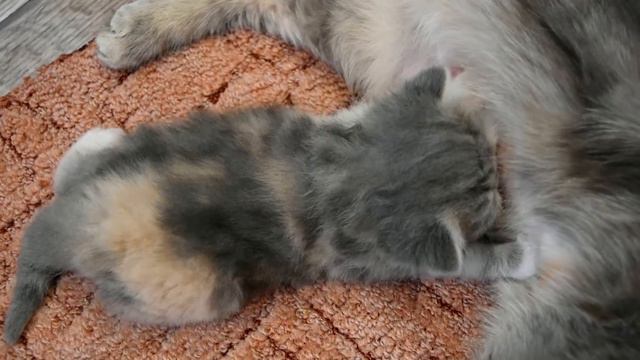 Сосунок (Экзотическая короткошерстная) смотреть онлайн