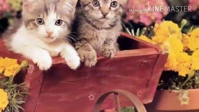 Самые милые фото котят! смотреть онлайн