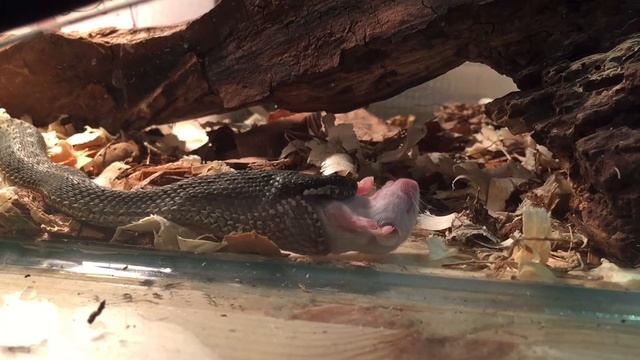 Кормление восточной степной гадюки (Vipera renardi) / Vipera renardi feeding смотреть онлайн