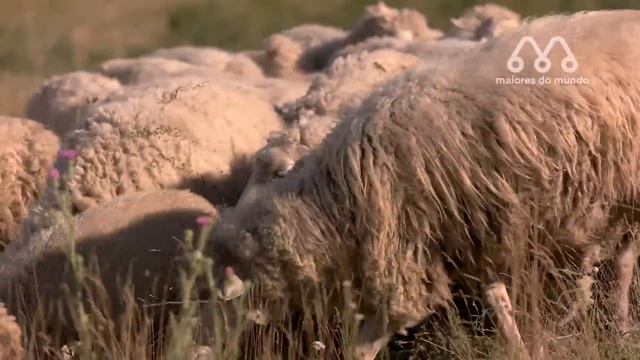 QUANDO O TATU ATACA A OVELHA смотреть онлайн