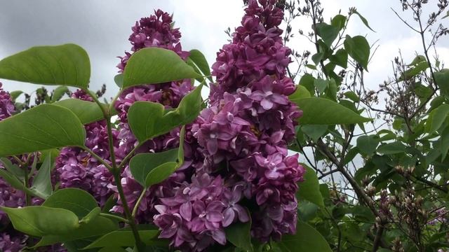 сорт сирени S v "President Pounkare" смотреть онлайн