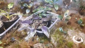 разводня аквариумных растений