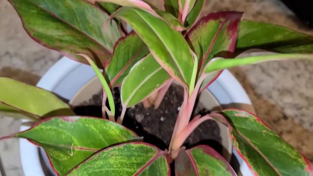 aglaonema roja смотреть онлайн