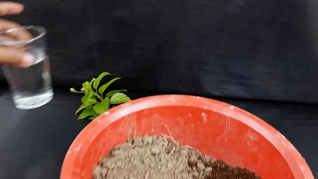 How to grow hibiscus cuttings faster at home | Grow hibiscus in water смотреть онлайн