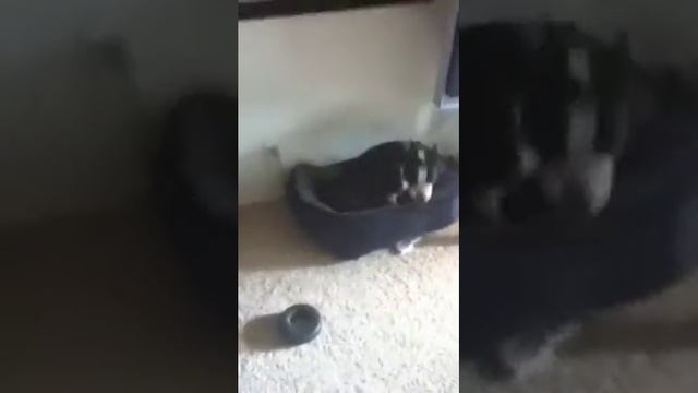 Puppy Jail