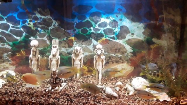 Аквариум в египетском стиле смотреть онлайн