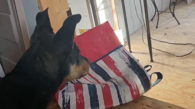 ADOPTING A DOBERMAN PUPPY! смотреть онлайн