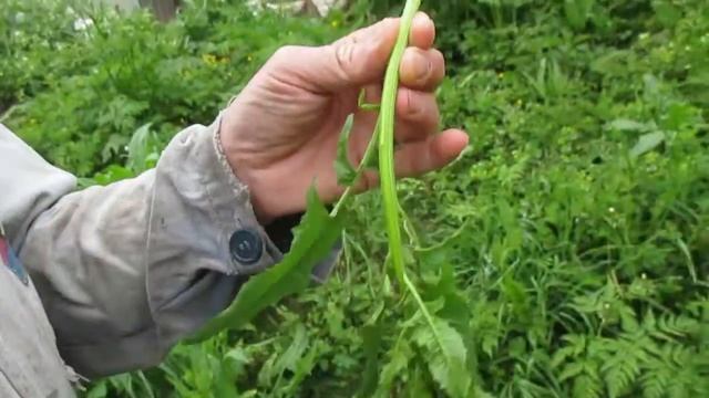 Молодая сурепка смотреть онлайн