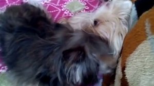 Собаки целуются в засос