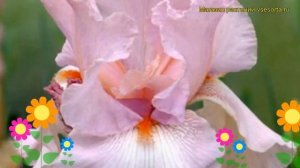 Ирис германский Черишед (Заветный). Краткий обзор, описание характеристик iris germanica Cherished