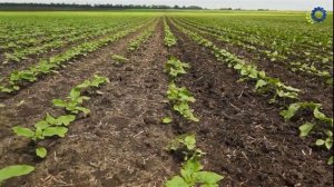 Борона Ротационная  по подсолнуху